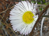 Erigeron tracyi