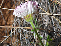 Running Fleabane