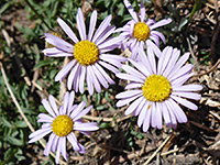 Bear River Fleabane