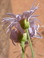 Stems and phyllaries