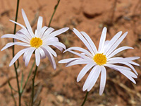 Utah fleabane