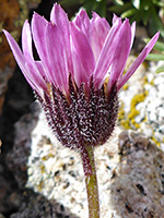 Purple phyllaries