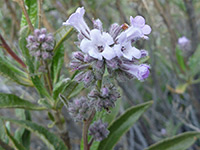 Flowers and calyces, Pale purple flowers and hairy calyces - eriodictyon trichocalyx in Culp Valley, Anza Borrego Desert State Park, California