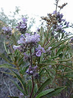 Stems and leaves, Stems and leaves of eriodictyon trichocalyx, in Culp Valley, Anza Borrego Desert State Park, California