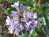 Flower cluster, Flower cluster - eriodictyon trichocalyx in Hellhole Canyon, Anza Borrego Desert State Park, California