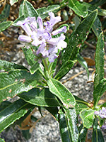 Green leaves, Shiny green leaves of eriodictyon trichocalyx, in Hellhole Canyon, Anza Borrego Desert State Park, California