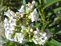 White flowers