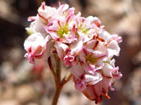 Abert's wild buckwheat