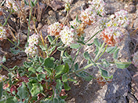 Leaves, stems and flowers