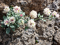 Abert's Wild Buckwheat