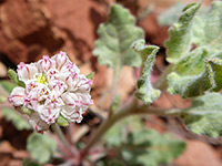 Flowers and leaves