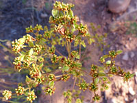 Eriogonum alatum