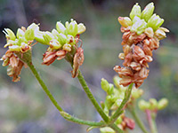 Cluster of flowers