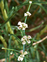 Well-separated flowers