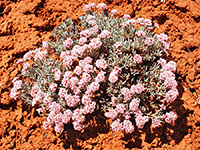 Eriogonum bicolor