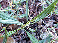 Stem and leaves