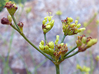 Shortstem Buckwheat