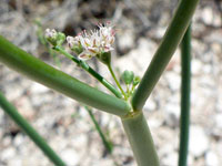 Eriogonum deflexum