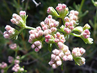 Pinkish buds