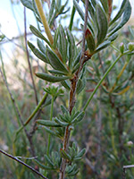 Stem leaves