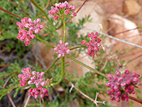 Pink buds