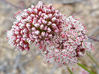 California  buckwheat