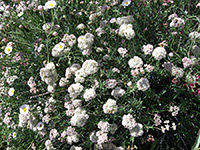 California Buckwheat