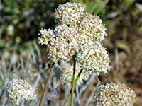 Flower cluster