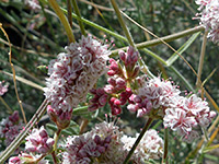 Buds and flowers