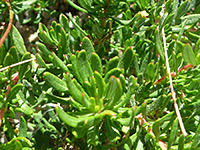 Basal leaves