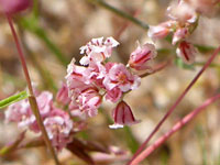 Eriogonum gracillimum