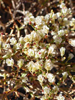 Eriogonum heermannii