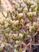 Flowers and branched stems