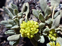 Eriogonum incanum