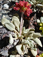 Frosted Wild Buckwheat