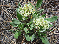 Eriogonum jamesii