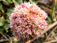 Eriogonum latifolium