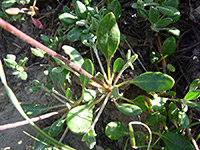 Marumleaf Buckwheat