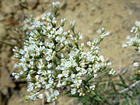 Eriogonum microthecum