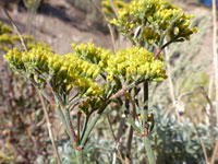 Branched inflorescence