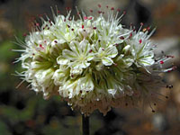 Naked wild buckwheat