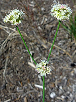 Naked wild buckwheat