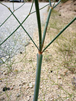 Branched stem