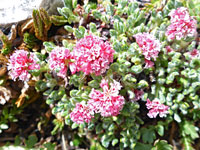 Spherical flower clusters