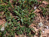 Flowering stems