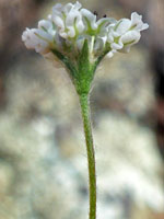 Eriogonum pharnaceoides