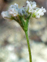 Flower cluster