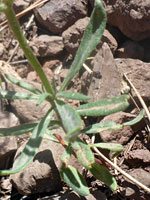 Wirestem Wild Buckwheat