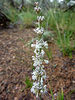 Eriogonum racemosum