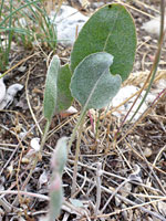 Long-stalked ovate leaves